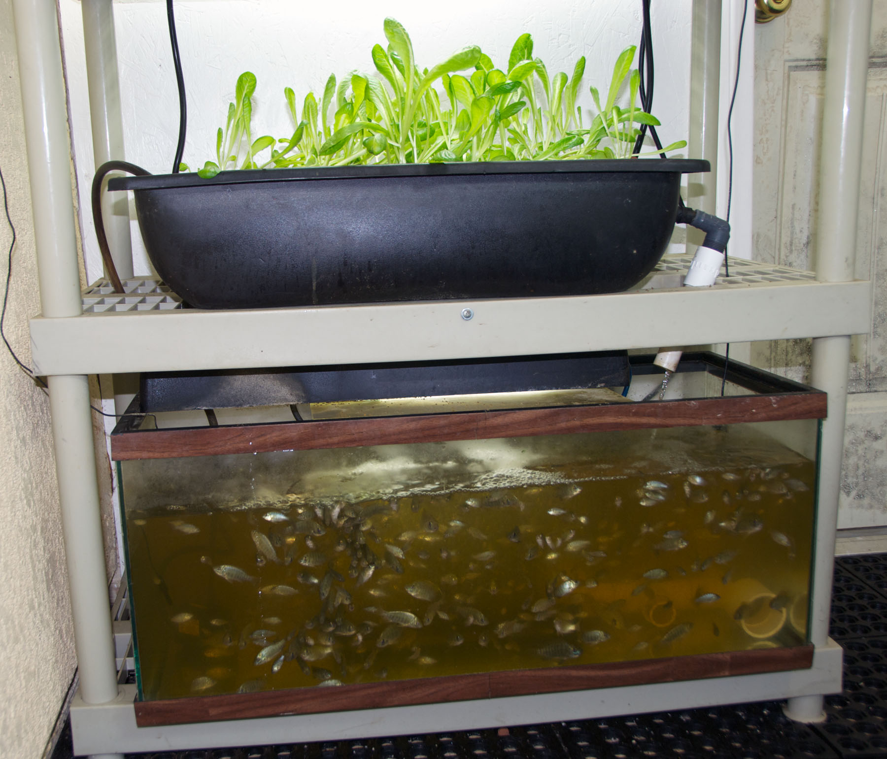 Our Mini Aquaponics System is also our Tilapia Nursery