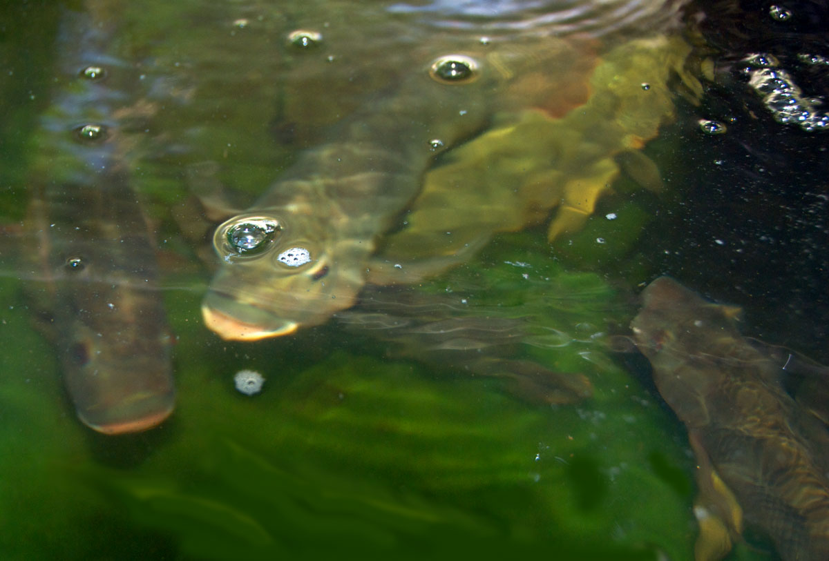 Aquaponics 101 Part Five: Fish to Water Ratios ...