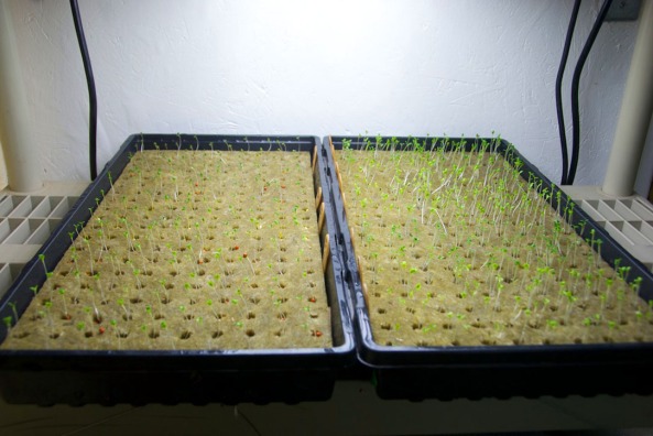 Seedling Trays with Planting Cubes 