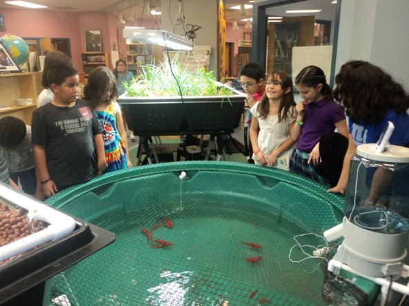 Davis Bilingual Elementary students watch their new gold fish swim in their 320 gallon Aquaponics USA tank.