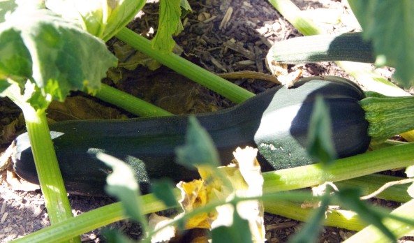 Zucchini in soil #3