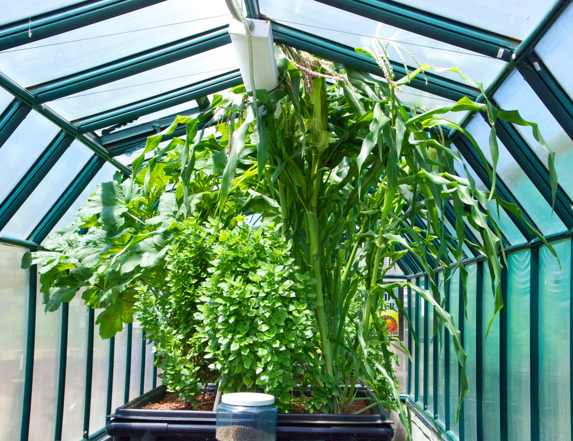 Aquaponics Grow Corn - aquaponic