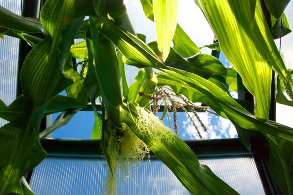 This stalk is going to prove once and for all if we can actually get cobs of corn as it's not being stopped by the roof. For this stalk, the sky is the limit.