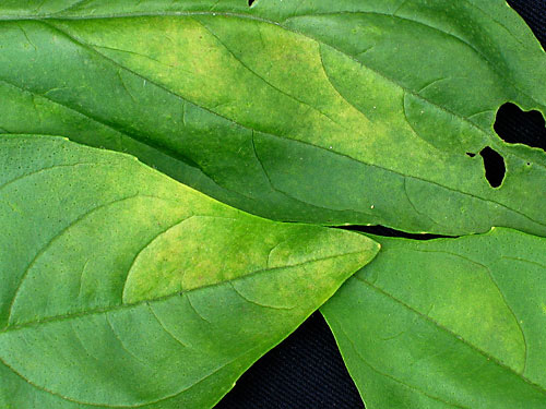 yellow leaf from downy mildew